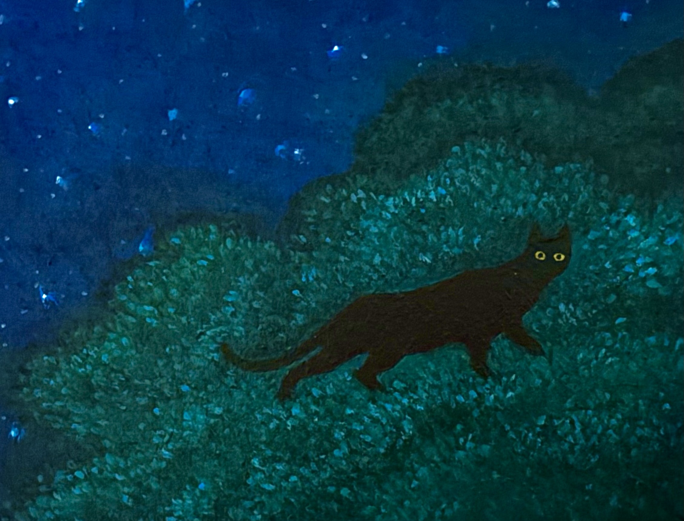 Flutter Pub Collection